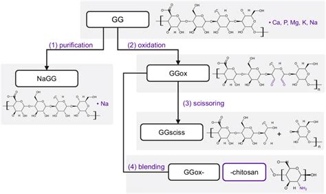 Chemical Structures Of Native And Modified GG 1 Purification Creates