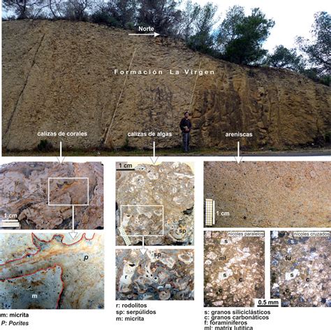 Análisis de facies y petrografia de la Fm La Virgen Download