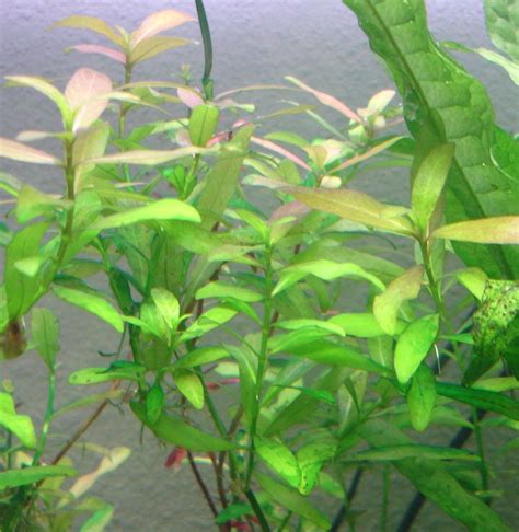 Hygrophila Polysperma - How to Grow and Care for Hygrophila Polysperma ...