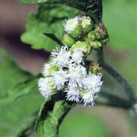 PDF Manual On Invasive Alien Plant Species In Kailash Sacred