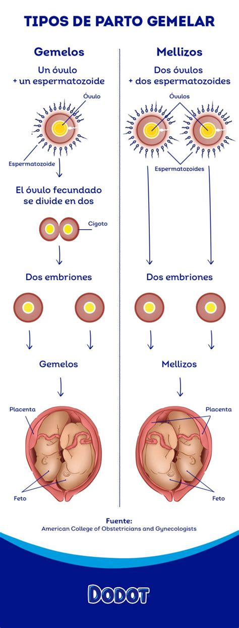 Como Saber Si Tengo Gemelos Bellota Digital