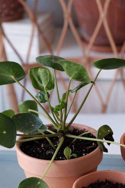 Pilea Peperomioides Cuidados Y Reproducci N Plantas De Interior