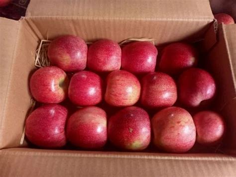 A Grade Kashmiri Apple Packaging Size Kg Packaging Type Carton At