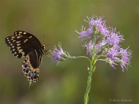 Alachua Conservation Trust — Bubbe's Secret Garden