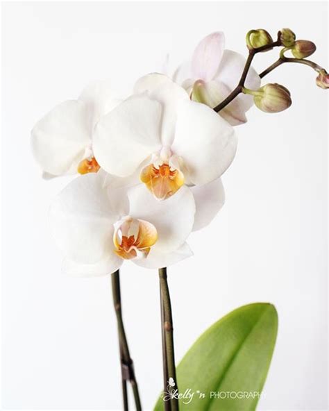 Orchid Photography Flower Photography, White Orchid Print, Floral Wall Art, Botanical Art ...