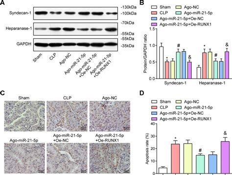 Endothelial Progenitor Cells Derived Exosomal Microrna P Alleviates