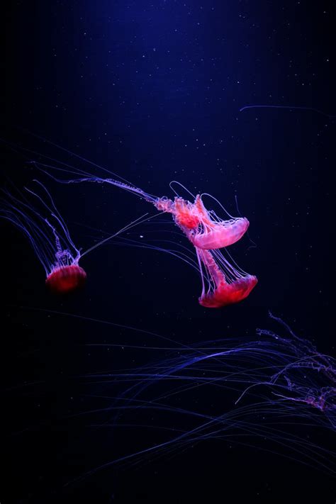 Purple Jellyfish · Free Stock Photo