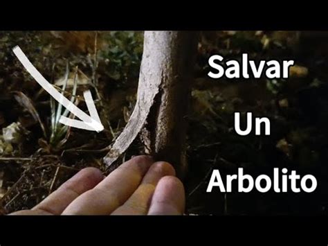 Salvar Un Arbolito Peruano Que Está Por Romper YouTube