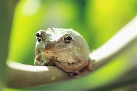 Can Frogs Feel Happy Surprising