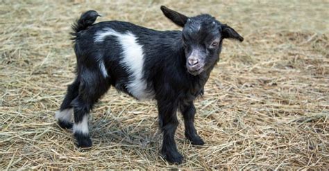 So, Why Do Fainting Goats Faint? - A-Z Animals