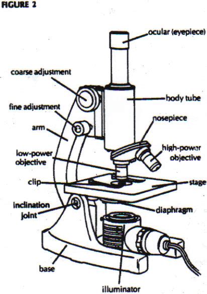 Microscope Clipart With Label From The Brain In Space Produced By