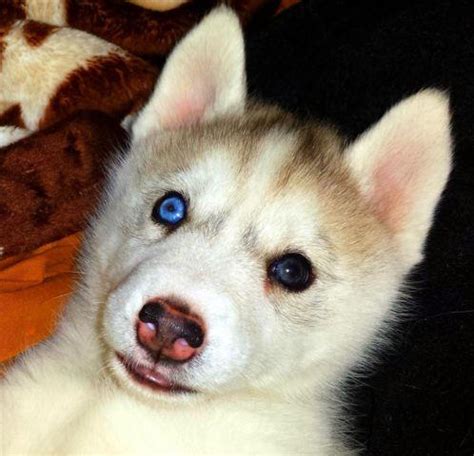 Purebred Siberian husky puppy (bi-eyed) for Sale in Tucson, Arizona Classified | AmericanListed.com