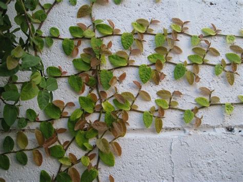 Creeping Fig Vine Growing Creeping Fig In The Garden And Home Fig