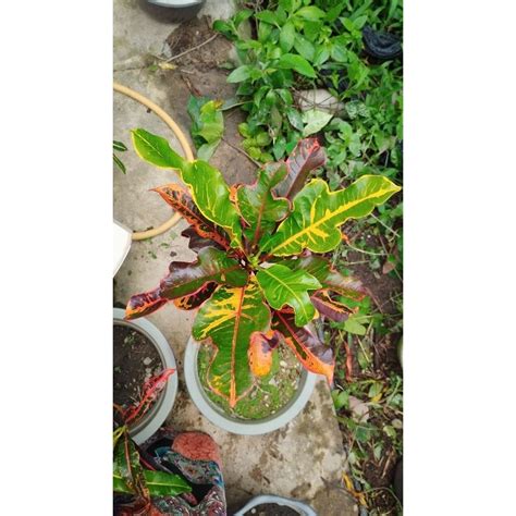 PUDING IKAN EMAS PUDING THAILAND THAI LIVE PLANT POKOK HIDUP CROTON