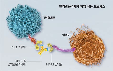 Y Biologics