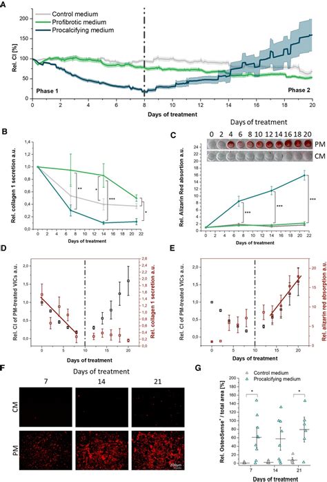 Frontiers High Resolution Monitoring Of Valvular Interstitial Cell