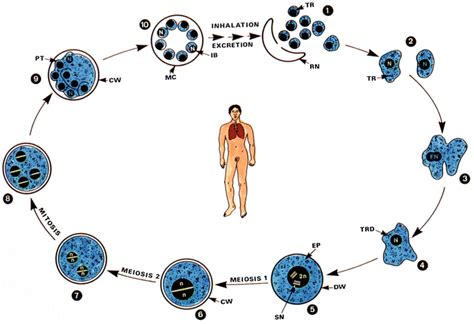 Pneumocystis Jiroveci Overview Springerlink