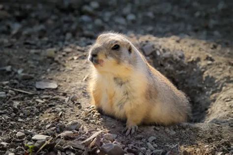 Groundhog Poop Identification And Everything You Need To Know