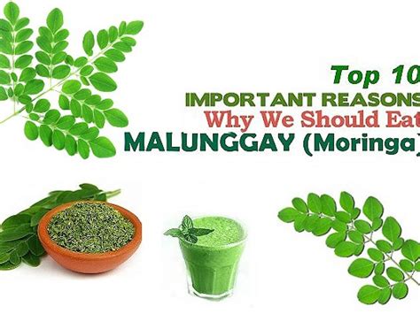 Nutritional Benefits Of Moringa Leaves Bogados