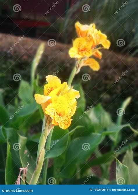 Yellow Flower Stock Photo Image Of Flower Beautygreeen 139210014