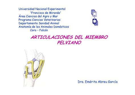 PDF Articulaciones Del Miembro Pelvico Del Caprino DOKUMEN TIPS