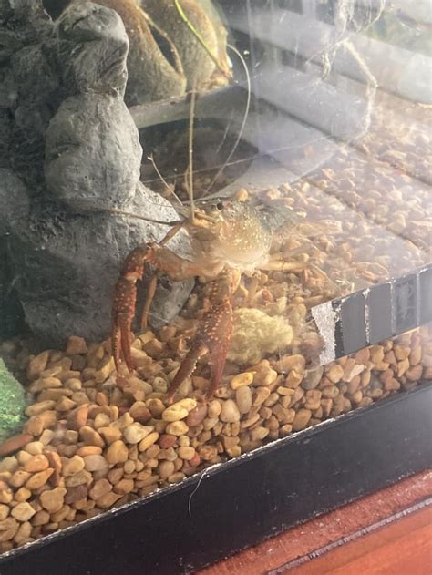 Please Help My Crayfish Has This Brown Stuff On His Tail And Also Has