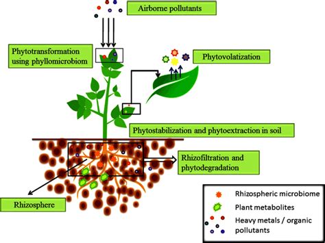 Phytotransformation