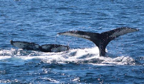 Boston Whale Watching Guide New England Today