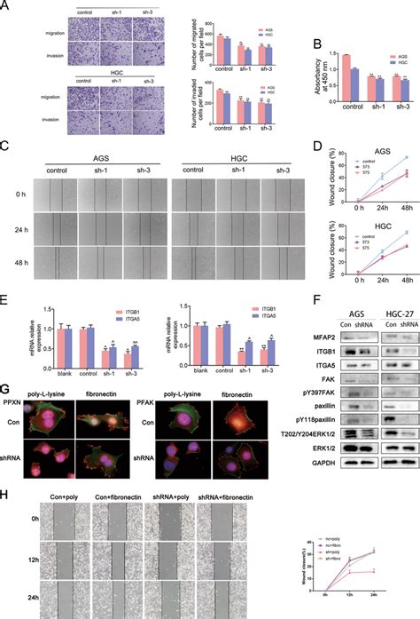 MFAP2 modulates proliferation, migration, and invasion of GC cells ... 