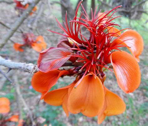 Mulungu Da Caatinga Erythrina Velutina Willd A Planta Da Vez