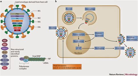 Enabling The Host Jump Structural Determinants Of Receptor Binding Specificity In Influenza A