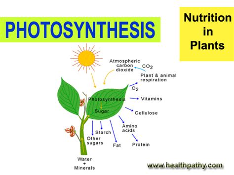 Nutrition In Plants And Animals Types Of Nutrition