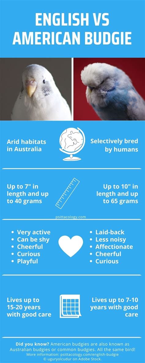 English Budgie Origins Differences And More Psittacology