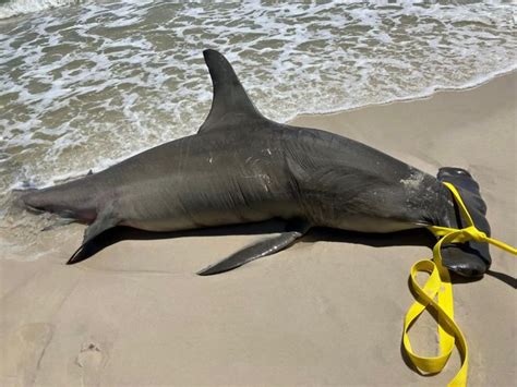 14' Great Hammerhead Shark Washed Up Orange Beach, AL | The Firearms Forum