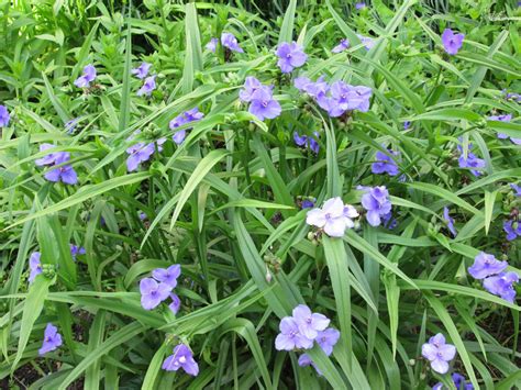 Традесканция (Tradescantia)