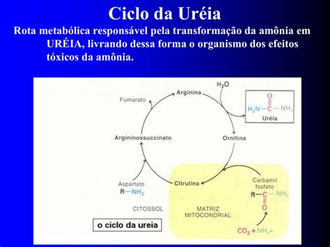 Ciclo Da Ureia