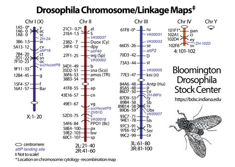 Genetic Linkage Map