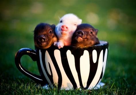 Tea Cup Pigs Teacup Pigs Miniature Pigs Mini Pigs