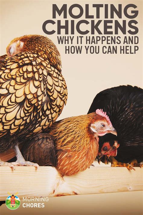 Molting Chickens Why Do Chickens Molt And How You Can Help Them