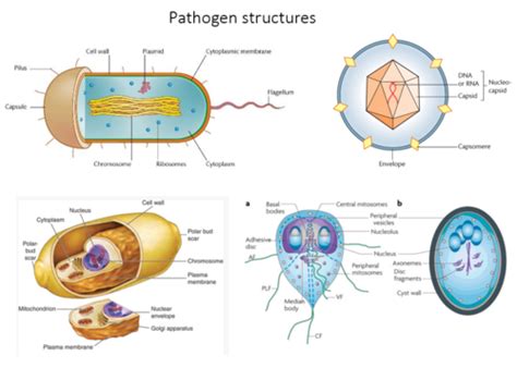 Pathogenesis Of Bacterial Infections Flashcards Quizlet