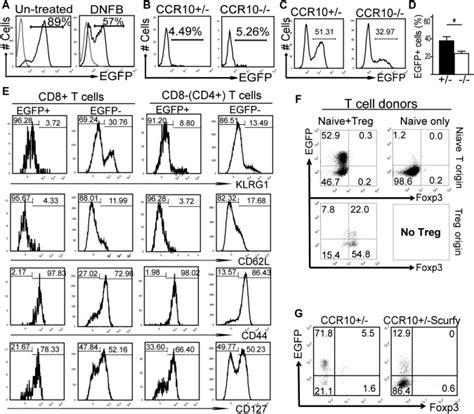 Ccr10 Regulates Balanced Maintenance And Function Of Resident