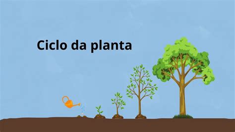 Ciclo De Vida Das Plantas