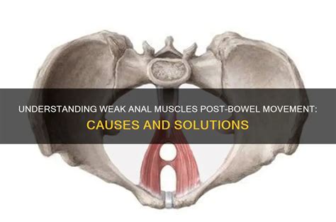 Understanding Weak Anal Muscles Post Bowel Movement Causes And Solutions CyVigor