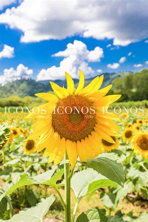 El Paseo de los Girasoles Copán Ruinas paraíso floral de la ciudad maya