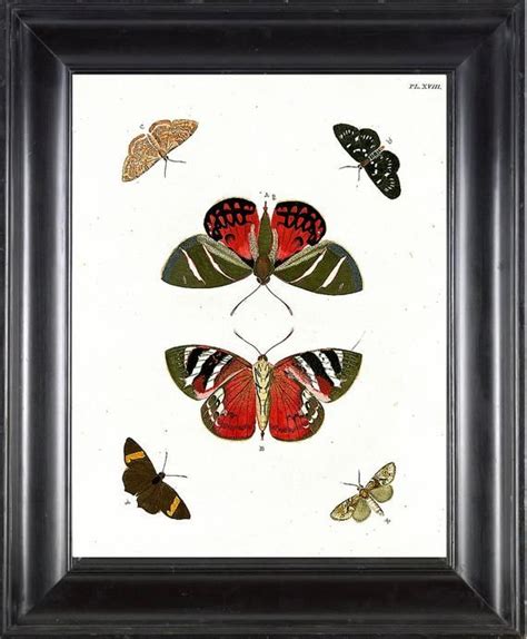 Butterfly Print Cramer Botanical Art Print Beautiful Antique Red