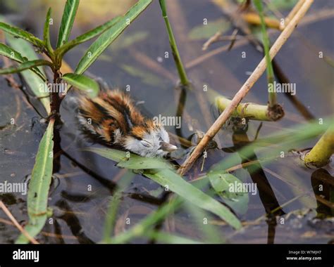 African Jacana Babies Hi Res Stock Photography And Images Alamy