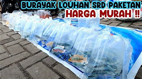 CEKUPDATE HARGA BURAYAK LOUHAN LOUHAN SRD PASAR IKAN HIAS