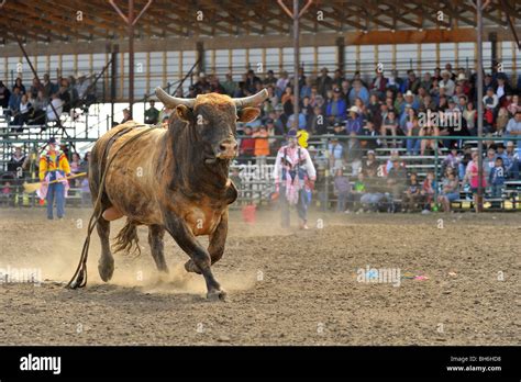 A rodeo bucking bull Stock Photo - Alamy