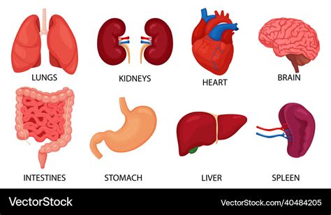 Menschliche Innere Organe Setzen Gehirn Herz Lunge