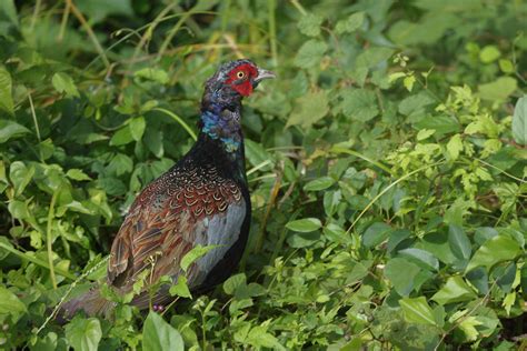 Japanese Green Pheasant